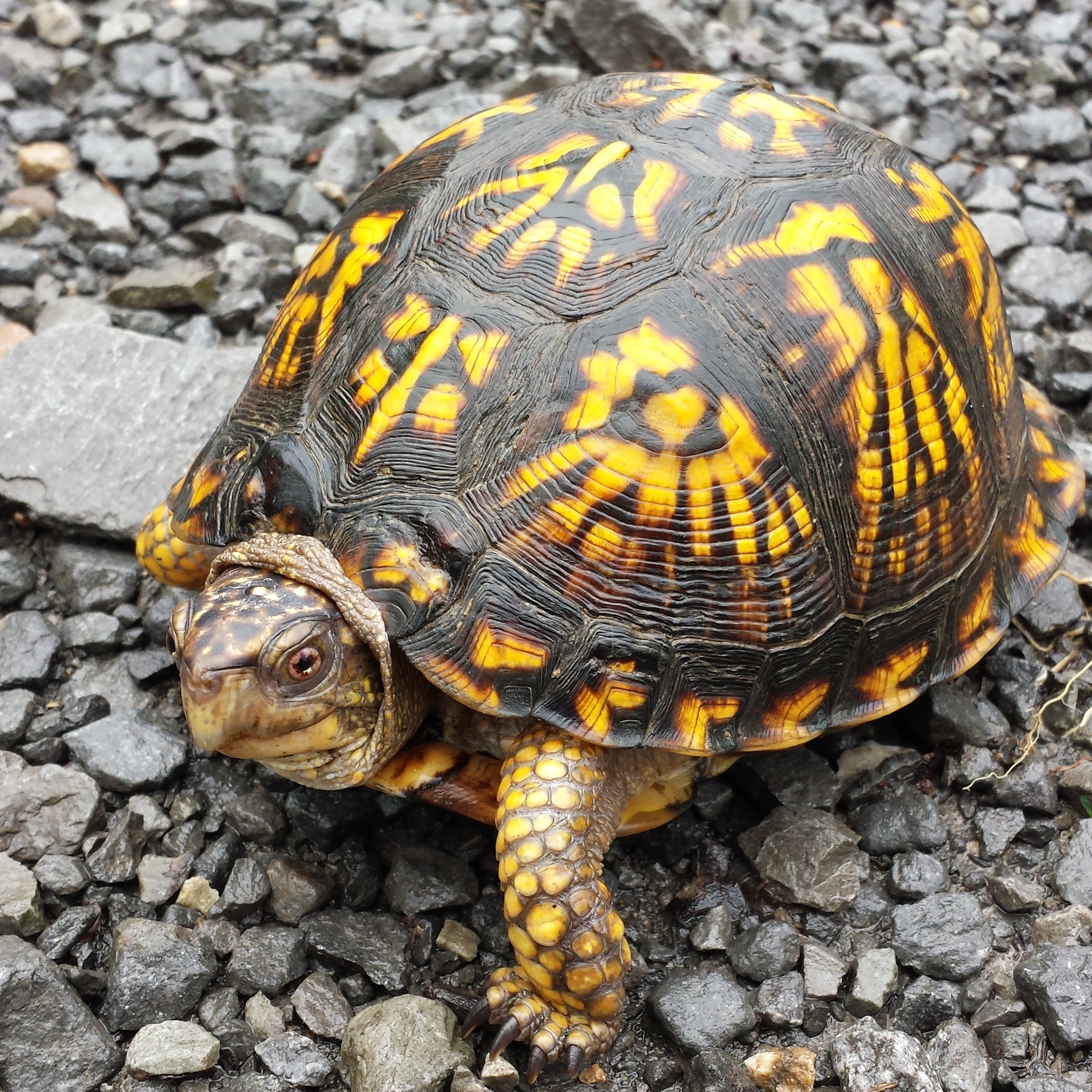 Teriffic Turtles — August 1 - logo
